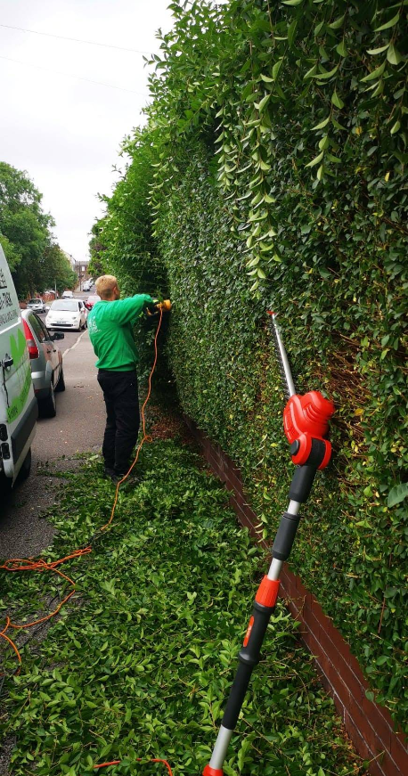 Professional hedge trimming and garden maintenance